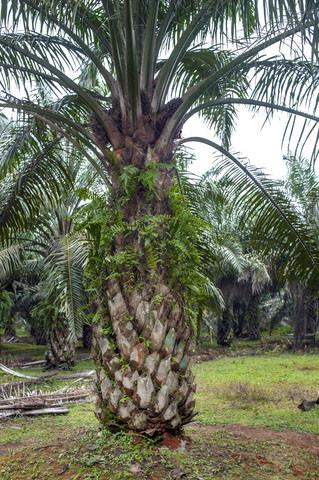 Organic Bulk Palm Fruit Oil