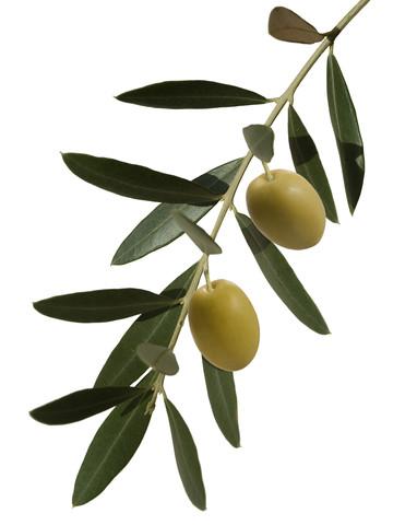 Extra Virgin Organic Olive Oil (8 fl oz)